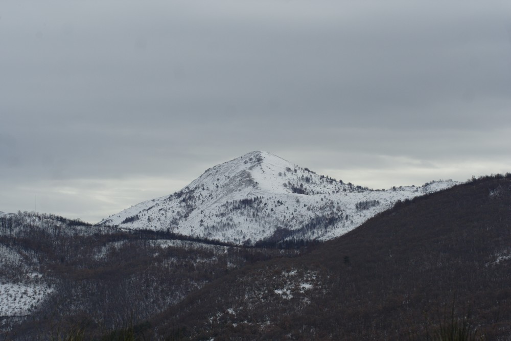 alla ricerca dei cani inselvatichiti. l''aquila